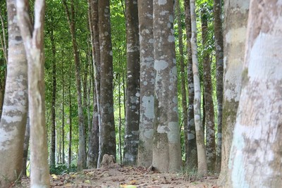 Đặc sắc rừng dó trầm tại Hương Khê, Hà Tĩnh