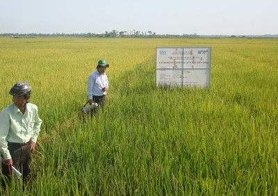 Quảng Bình: Đẩy mạnh sản xuất, kinh doanh, xuất khẩu lúa, gạo