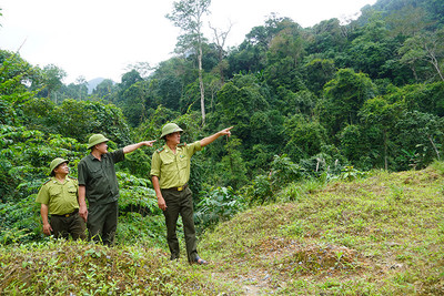 Quảng Bình: Tăng cường công tác quản lý, bảo vệ, sử dụng và phát triển rừng