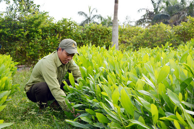 Nghệ An: Nỗ lực nâng cao chất lượng giống cây trồng lâm nghiệp giai đoạn 2024 - 2030