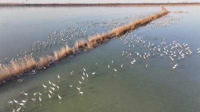 Trung Quốc: Phát hiện chim quý hiếm tại khu bảo tồn ở tỉnh Hà Bắc