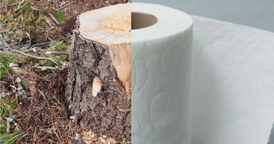 Hành trình đi tìm giấy vệ sinh thân thiện với môi trường