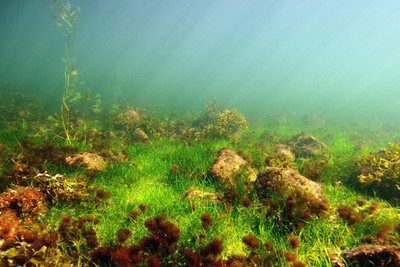 Hiện tượng phú dưỡng - mối đe doạ cho đa dạng sinh học biển tại Phần Lan