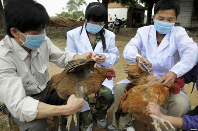 Bộ Y tế khuyến cáo 5 biện pháp phòng, chống cúm A/H5N1