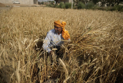 Nắng nóng trên toàn cầu đẩy giá lương thực và lạm phát tăng cao