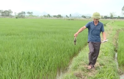 Thanh Hoá: Cấp bách diệt chuột bảo vệ sản xuất nông nghiệp và môi trường