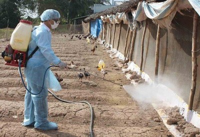 Bình Thuận tăng cường phòng, chống dịch cúm gia cầm lây sang người