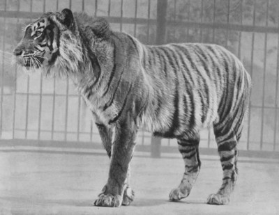 Indonesia: Hy vọng về loài hổ Java vẫn tồn tại trong tự nhiên