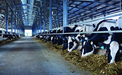 Mỹ: Dịch cúm gia cầm H5N1 đang bùng phát tại nhiều trang trại bò sữa