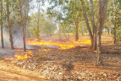 Bình Thuận: Ngăn chặn phá rừng, khai thác lâm sản trái phép và phòng cháy chữa cháy rừng