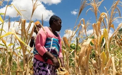 Hạn hán kéo dài đe doạ an ninh lương thực của Zimbabwe