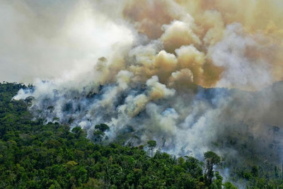 Năm 2023 thế giới mất đi diện tích rừng gần bằng nước Bhutan