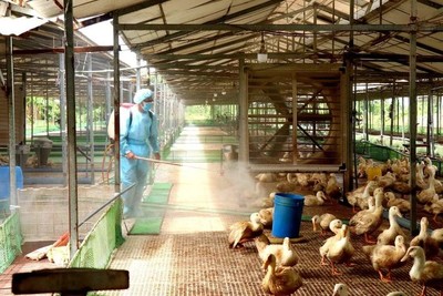Phát hiện ca nhiễm cúm gia cầm A/H9 đầu tiên ở Việt Nam
