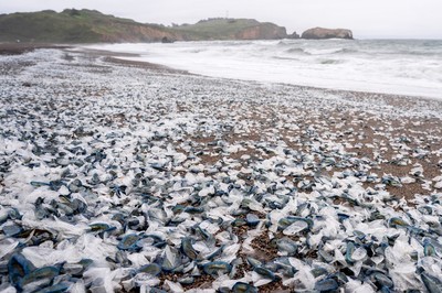 Mỹ: Hàng triệu sinh vật màu xanh kỳ lạ dạt vào bờ biển