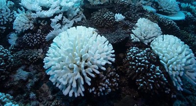 Có thể phục hồi các rạn san hô bị tẩy trắng nếu có đủ thời gian