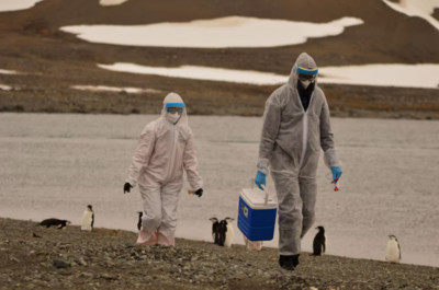 Hàng nghìn con chim cánh cụt ở Nam Cực chết vì cúm gia cầm