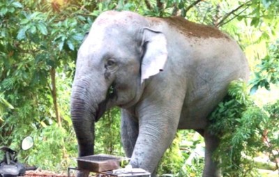 Bangladesh: Một cậu bé tử vong sau khi bị voi tại vườn thú tấn công