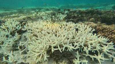 Các rạn san hô hứng chịu đợt tẩy trắng toàn cầu lần thứ tư