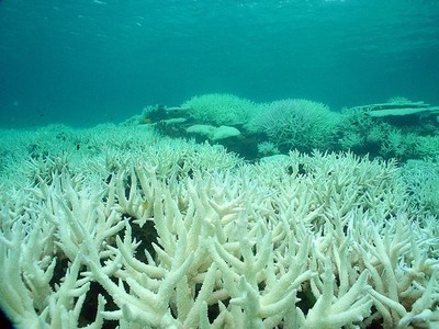 Hiện tượng tẩy trắng san hô đe doạ đại dương toàn cầu