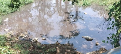 Đắk Lắk: Cần kiểm tra, xử lý nghiêm tình trạng vứt xác heo chết ra môi trường