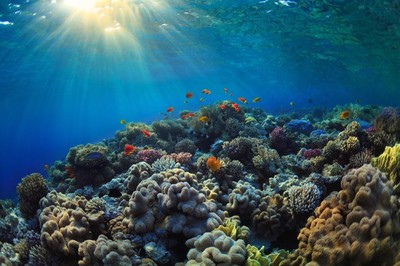 Thiết lập hiệp ước toàn cầu để bảo tồn các đại dương trên thế giới