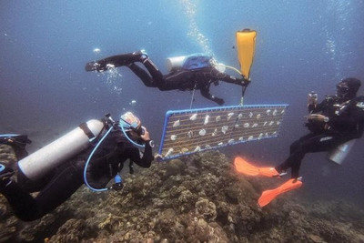 Philippines: Dự án lập vườn ươm để phục hồi san hô