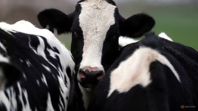 WHO phát hiện virus cúm H5N1 trong sữa bò