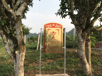 Công nhận Quần thể 57 cây chè Shan tuyết cổ thụ ở Mộc Châu là cây di sản Việt Nam