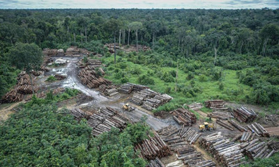 Brazil: Đầu tư 146 triệu USD phát triển rừng bền vững ở khu vực Amazon