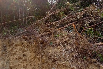 Quảng Trị: Doanh nghiệp san ủi rừng tự nhiên trái phép