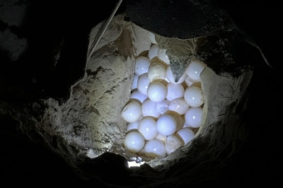 Rùa xanh đeo thẻ bằng inox của Malaysia đến Côn Đảo đẻ trứng