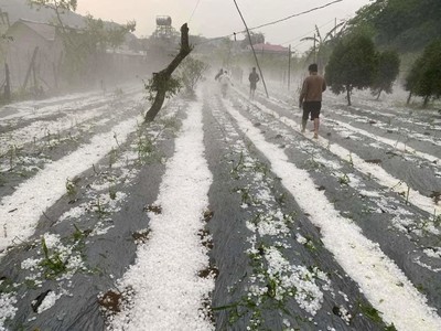 Sơn La: Mưa đá trắng trời tại huyện Vân Hồ