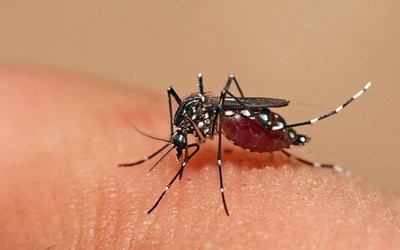 TP. Hồ Chí Minh đã loại trừ được bệnh sốt rét trong 3 năm liên tiếp