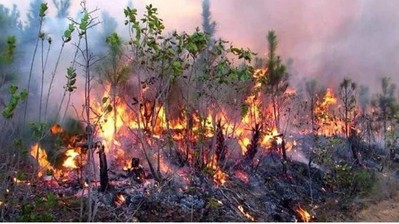 Cuba: Cháy lớn thiêu rụi hơn 300ha rừng có giá trị sinh thái quan trọng