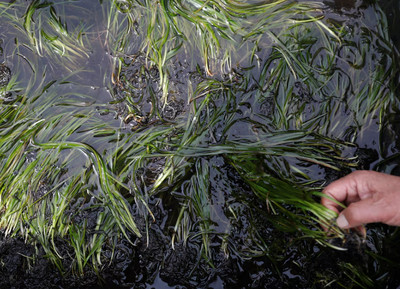 Nhật Bản triển khai dự án trồng cỏ biển để thu giữ carbon