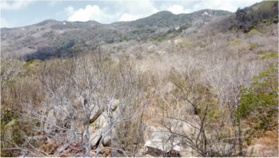 Bà Rịa - Vũng Tàu: Cảnh báo cháy rừng mức độ cực kỳ nguy hiểm