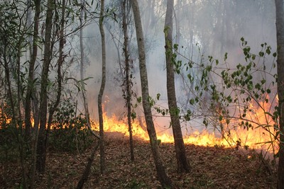 Hậu Giang: Tăng cường thực hiện các biện pháp cấp bách phòng cháy, chữa cháy rừng