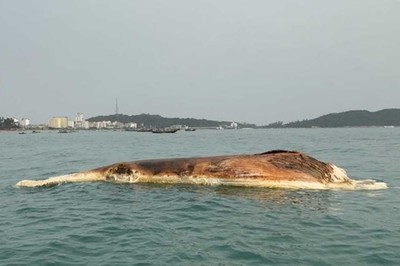 Quảng Ninh: Phát hiện xác cá voi nặng 10 tấn trôi dạt vào bờ biển Cô Tô