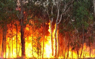 Thủ tướng chỉ đạo quyết liệt triển khai các biện pháp phòng cháy, chữa cháy rừng
