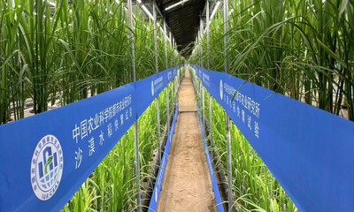 Trung Quốc: Phát triển giống lúa nhân giống nhanh trong nhà kính trên sa mạc