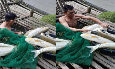 Thanh Hóa: Thông tin nguyên nhân về hàng tấn cá chết bất thường trên sông Mã