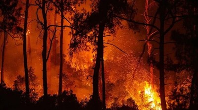 Nhật Bản: Sơ tán hơn 400 người dân do lo ngại cháy rừng