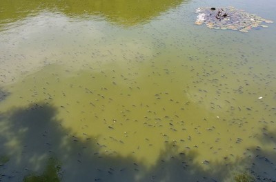 Bình Định: Đã tìm ra nguyên nhân cá chết trắng hồ Bàu Sen