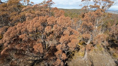 Australia: Rừng nguyên sinh chết hàng loạt do hạn hán và biến đổi khí hậu