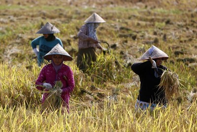 Nắng nóng đe dọa an ninh lương thực ở Đông Nam Á