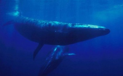 Cá voi Sei khổng lồ xuất hiện ngoài khơi Argentina sau 100 năm