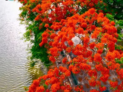 Màu hoa đỏ như nhung làm nên bức tranh thơ mộng với người dân đất Cảng