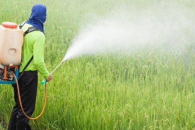 Nguy cơ tiềm ẩn từ thuốc trừ cỏ ảnh hưởng đến sức khỏe và môi trường