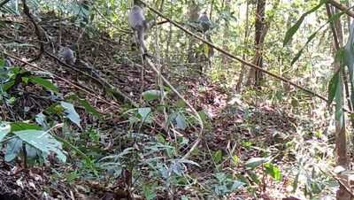 Phát hiện đàn voọc bạc quý hiếm ở Vườn quốc gia Chư Mom Ray, tỉnh Kon Tum
