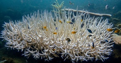 Báo động hiện tượng tẩy trắng san hô trên toàn cầu do nhiệt độ đại dương tăng kỷ lục